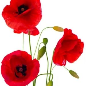 Meet your Posher, Aleks